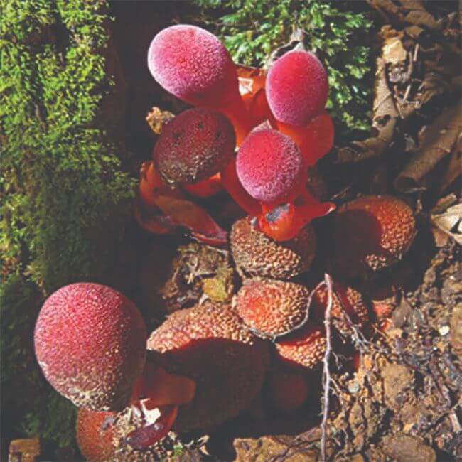 keo sam xtreme candy san xuat tai my tang cuong sinh luc nam gioi 30 vien x 43g anh 003