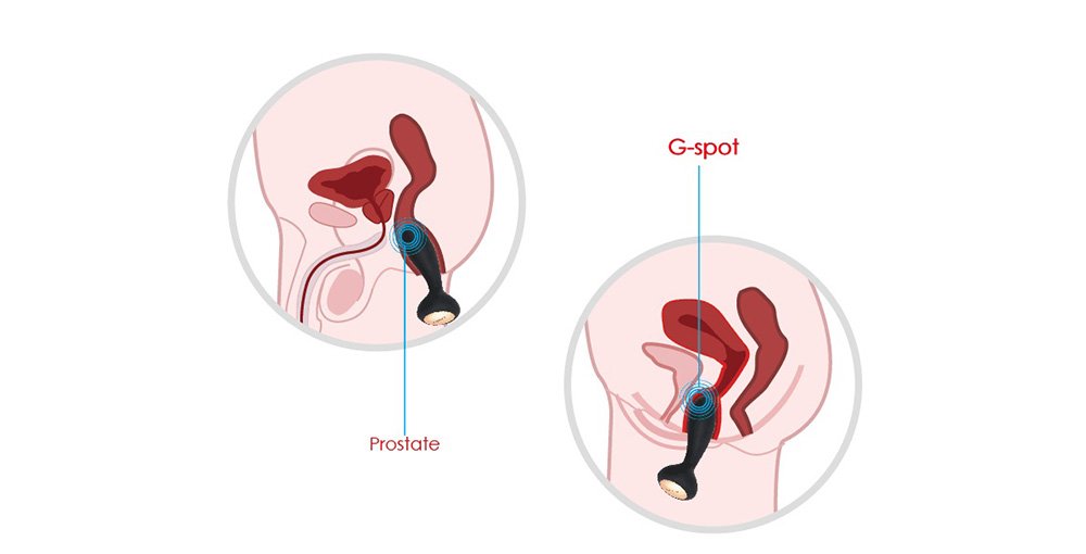 Shop sextoy uy tin ban Svakom judy rung kich thich hau mon cao cap chinh hang