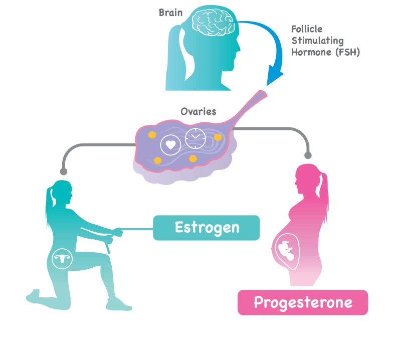 Chỉ số Progesterone khi mang thai là gì? Tại sao cần quan tâm đến nó? 7 Bai 18 Hinh 2 scaled e1685471709886 800x694 1