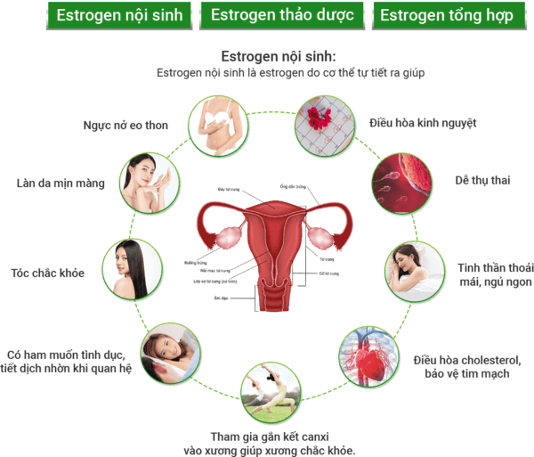 estrogen co loai 1