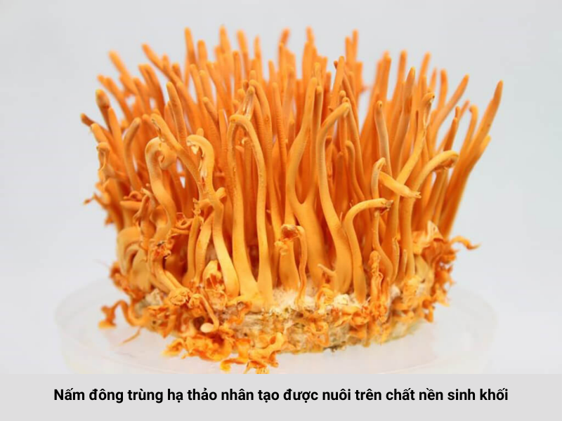 Đông trùng hạ thảo dùng cho đối tượng nào? Ai không nên sử dụng? 9 3 a4a0b62c 22af 4e0f 8e0e 0a8a6acd4f94
