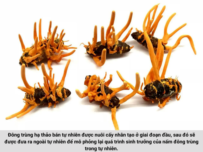 Đông trùng hạ thảo dùng cho đối tượng nào? Ai không nên sử dụng? 10 4 e513725d 9e6f 4c83 b1ab a8daa9069b31