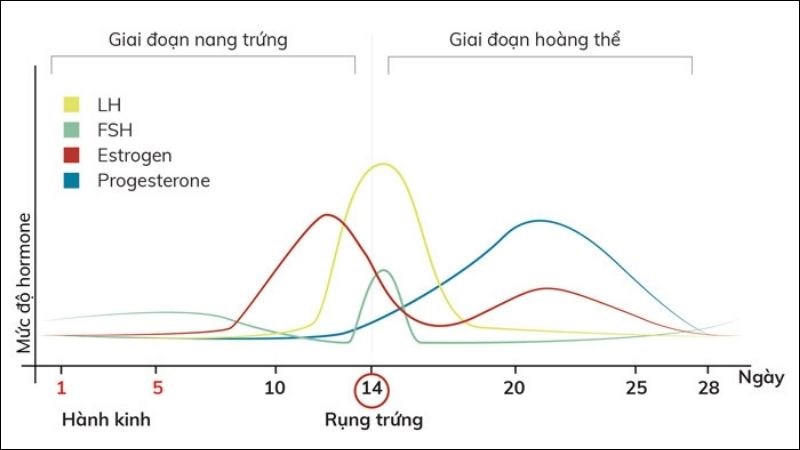 Cách nhận biết ngày rụng trứng cực đơn giản, chính xác nhất 8 cach tinh ngay rung trung chinh xac nhat 2 800x450 1