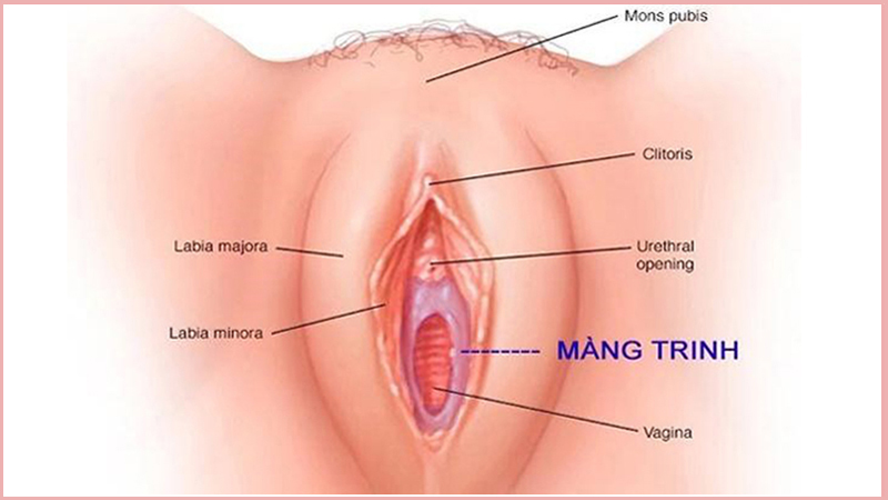 Các loại màng trinh và hình dạng màng trinh của phái nữ 6 mang trinh cau tao vi tri tac dung va mot so luu y