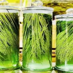 2024 2 19 638439488624142004 cach ngam ruou dong dong thom ngon dung chuan de dat duoc huong vi tuyet hao nhat 5