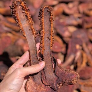 Nấm Tích Dương Khô (1kg)