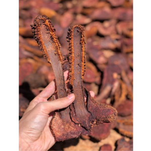 Nấm Tích Dương Khô (1kg)