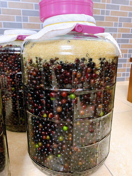 cach ngam ruou nho rung 1