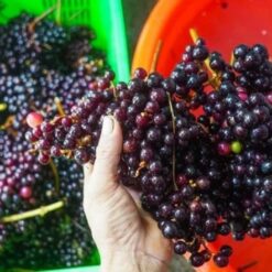 dac san nho rung 1107 1715562301843 1715562302290937053710 1716118329940 17161183301911858424019