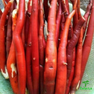 Sâm Cau Rừng Tây Bắc (1kg)