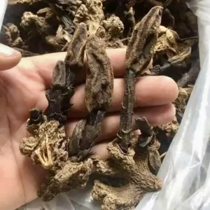 Nấm Ngọc Cẩu Khô 1Kg