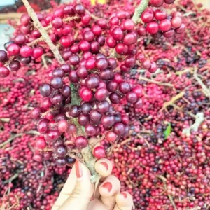 Nho Rừng (1kg)