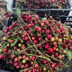 nongsantaybac nho rung 2