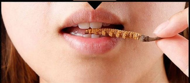 Đông trùng hạ thảo sấy thăng hoa - Cẩn trọng điều gì khi sử dụng 6 an dong trung ha thao nguyen con