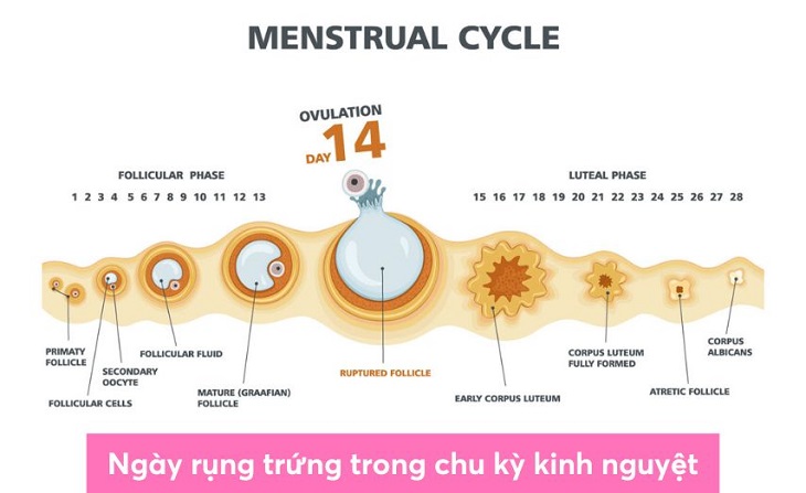 Xuất tinh ngoài vào ngày rụng trứng có thai không? Khả năng bao nhiêu? 9 quan he truoc ngay rung trung co thai khong 1