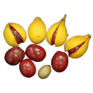 Quả Máu Chó (1kg)