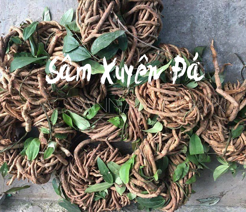 Sâm Xuyên Đá Khô (1kg) 10 ngam ruou sam xuyen da 1