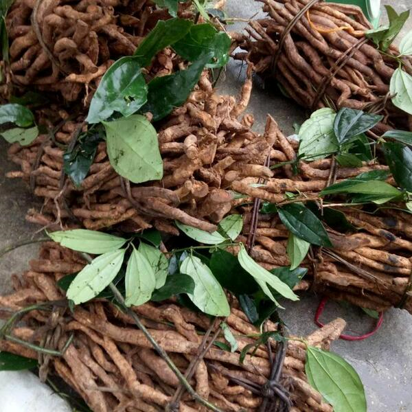 Sâm Xuyên Đá Khô (1kg) 4 Sâm Xuyên Đá Khô (1kg)