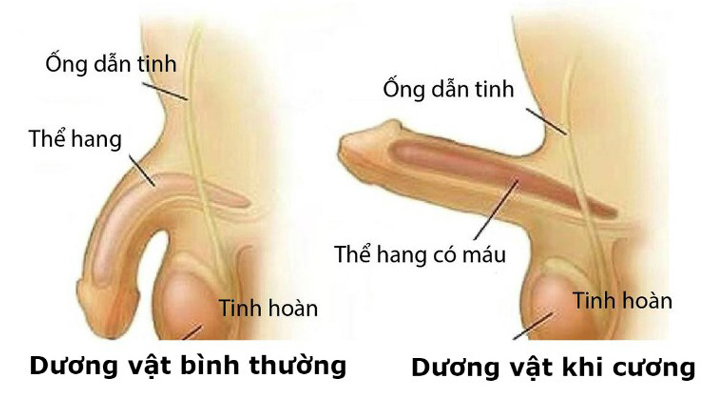 Cấu tạo dương vật như thế nào? Nơi nào tạo ra tinh dịch? 6 image1841