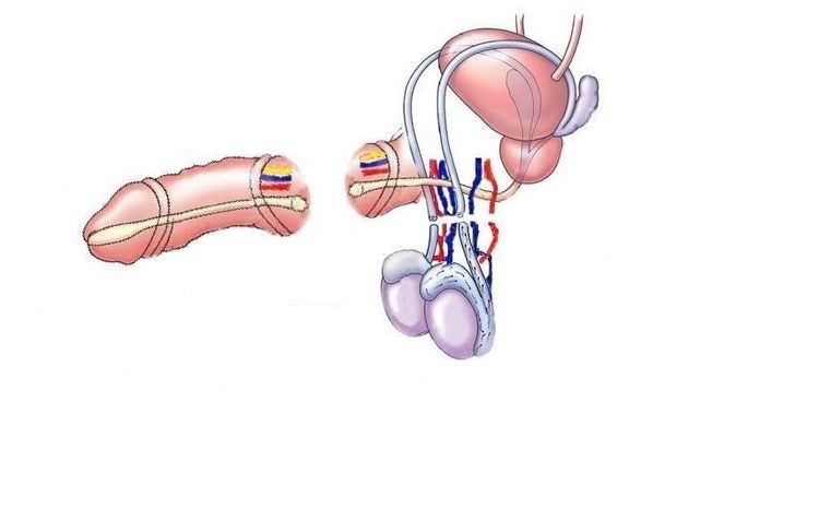 Cấu tạo dương vật như thế nào? Nơi nào tạo ra tinh dịch? 8